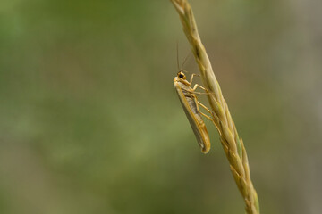 Gelbleib-Flechtenbärchen (Eilema complana