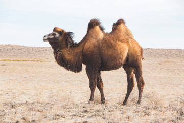 One Bactrian camel in Kazakhstan