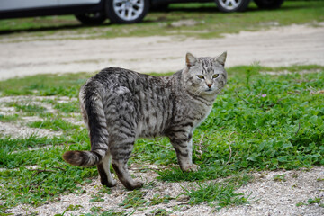 Obraz premium cat on the grass