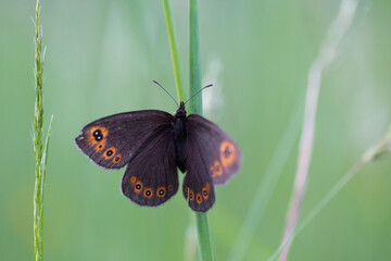 Obraz premium Erebia medusa (Woodland Ringlet) butterfly of the family Nymphalidae. The subject of entomology, pollination, insect collection.