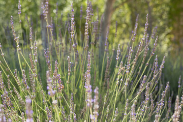 blooming lavender in the garden