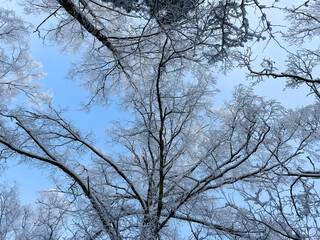 Bottom winter view on trees covered with white snow and hoar frost and with blue sky above, selective focus