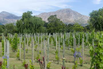Fototapeta na wymiar vineyards of the South African Republic