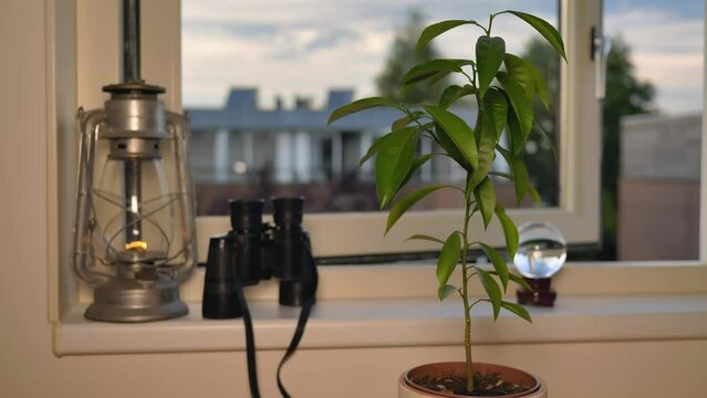 The green leaves of a potted lemon tree trembling in the wind from an open window. In the blurred background, an old oil lamp and binoculars are on the windowsill.