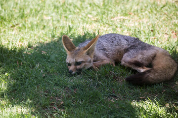 Naklejka na ściany i meble steppe fox sleeping on the green grass