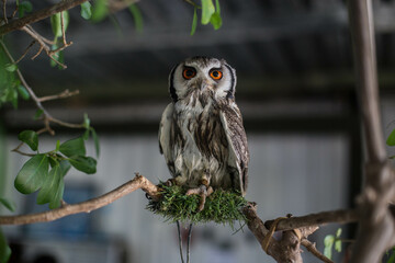 beautiful owl sitting on a tree
