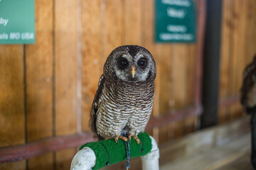 beautiful owl sitting on a tree
