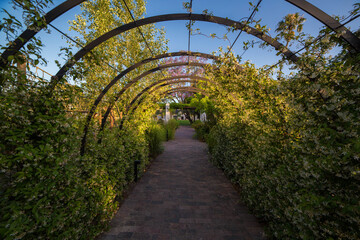 pergola with grapes in the rays of the evening sun