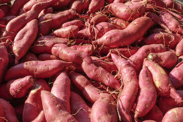 Group sweet potatoes root or yam farming harvesting agriculture close-up.