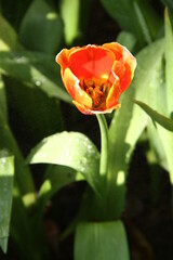red and yellow tulips