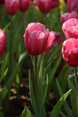 red tulips in the garden 