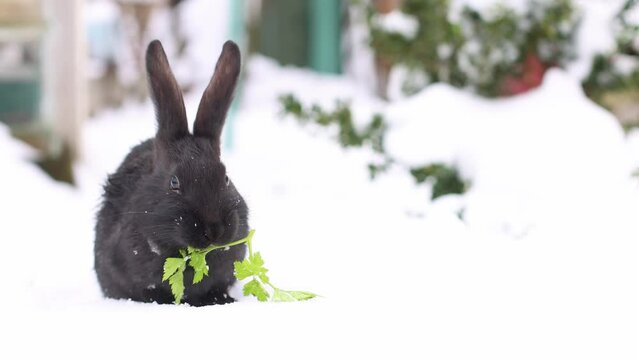 Black rabbit sitting on snow outside and eating green fresh parsley. Slow motion, 4K.