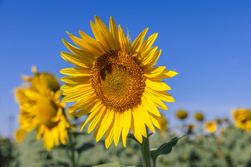 Bright yellow petals of a young timid sunflower (Helianthus annuus), close-up against the background of the morning summer clear pale blue sky