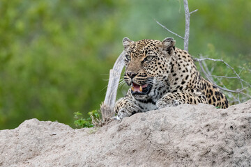 portrait of a leopard laying on a termite mound
