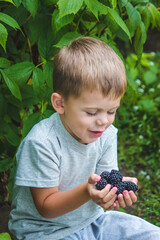 The child holds in his hands a wooden bowl with black raspberries in the garden in summer.