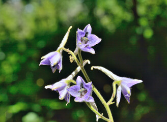 Fototapete bei efototapeten.de bestellen   