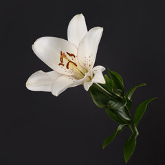 White lily flower isolated on black  background.