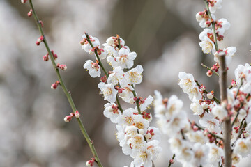 梅の花