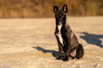 chiot chien-loup argenté