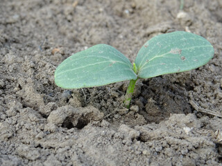 Young cucumber plants in natural conditions, close-up, agriculture