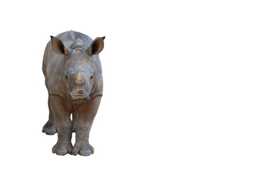 Baby white rhinoceros isolated on transparent background png file