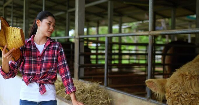 Asian pretty agricultural cattle farmer woman wearing plaid shirt and jeans take off straw hat and waving to cool down while work in cattle farm with hot weather
