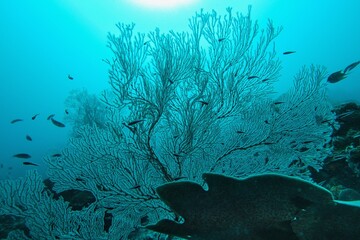 Underwater blue scene with Sea Fan or Gorgonia coral . Biodiversity of coral reef ecosystem.