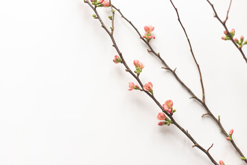 Spring blooming quince branch on the white background. Copy space