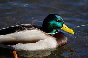 Male mallard Anas platyrhynchos. Lake Yamanako. Yamanakako. Yamanashi Prefecture. Fuji-Hakone-Izu National Park. Honshu. Japan.