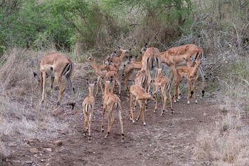 group of Impalas with mothers and young