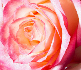  Close up of fresh pink rose. Flower background.. Soft pink peach yellow colors. Macro.