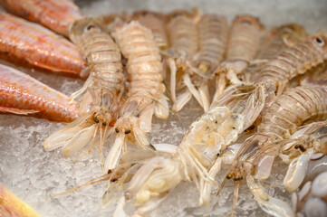 Mantis prawn for sale in fish market. Mantis shrimp. 