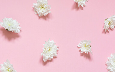 White chrysanthemum flowers seamless pattern on the pink background. Top view