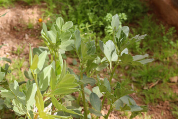 Green Plants And Herbs In A Field With A Blurred Background