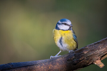 blue tit