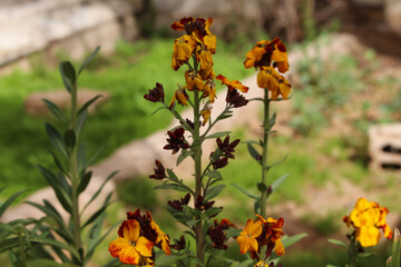 Red And Orange Flowers With A Blurred Background Of Grass And Plants In A Folk Farm