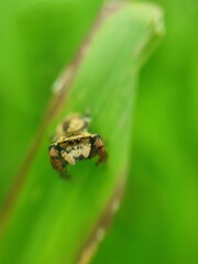 frog on leaf