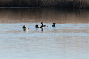 White-eyed pochard flapping on pond