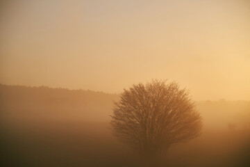 Fototapeta premium Tree branches at a foggy sunset. Sunset fog outdoors. Misty orange sunset scene.