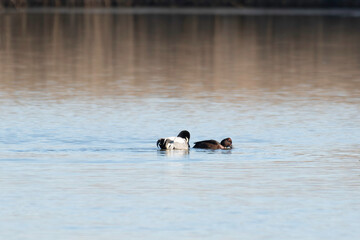 White-eyed pochard chased by falcated teal