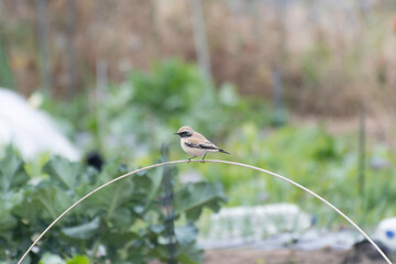 Desert wheatear appeared in residential area