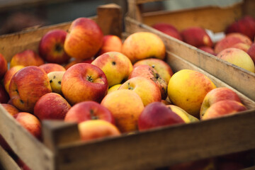 Winter harvest - apples in box on the farmer's market