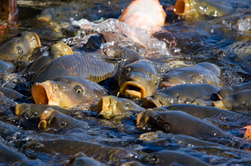 Eurasian carps Cyprinus carpio feeding. Lake Yamanako. Yamanakako. Yamanashi Prefecture. Fuji-Hakone-Izu National Park. Honshu. Japan.