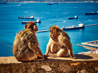 Małpy na Gibraltarze © bArt