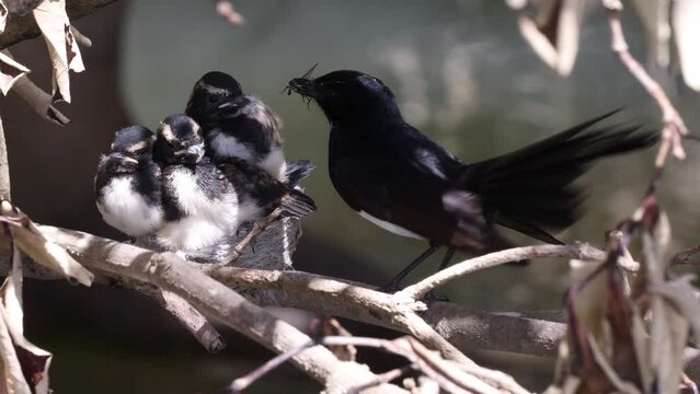 Willie Wagtail feeding chicks in nest