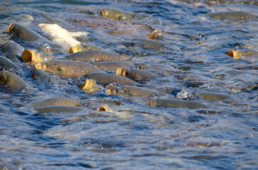 Eurasian carps Cyprinus carpio waiting for food. Lake Yamanako. Yamanakako. Yamanashi Prefecture. Fuji-Hakone-Izu National Park. Honshu. Japan.
