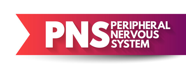 PNS Peripheral Nervous System - responsible for relaying information between your body and brain, acronym text concept background