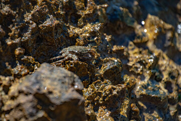 Crab on Rocks