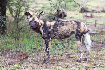 standing African painted dog Lycaon pictus
