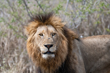 male lion in the Massai Mara